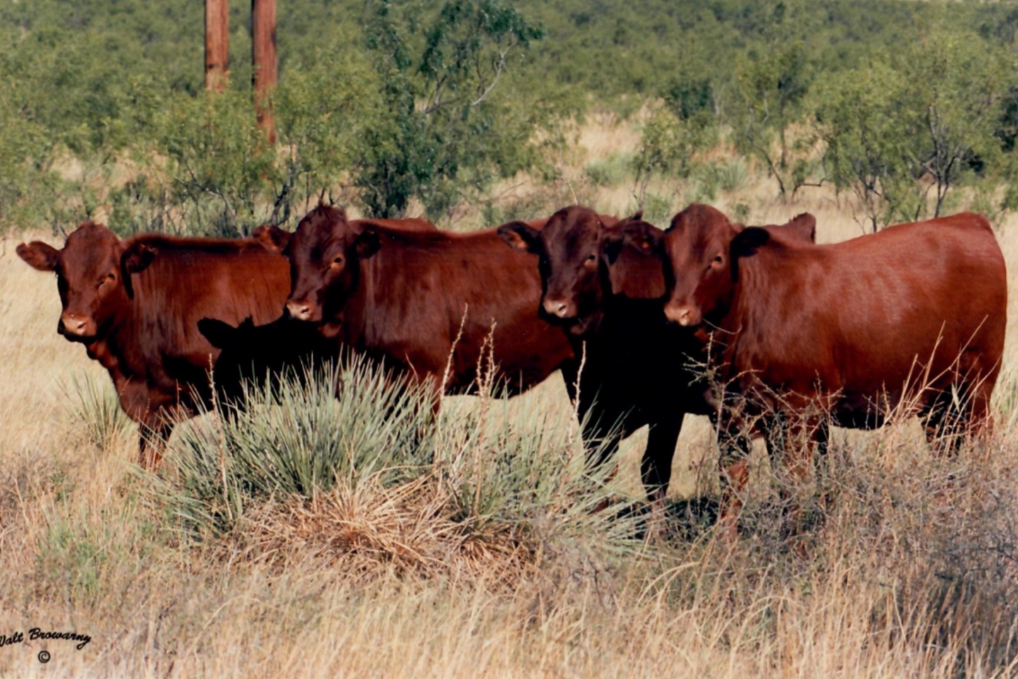 Bonsmara Heifers in Texas, 1998